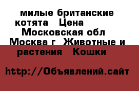 милые британские котята › Цена ­ 6 000 - Московская обл., Москва г. Животные и растения » Кошки   